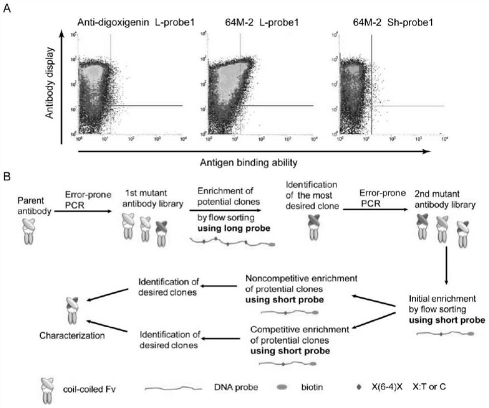 A group of antibodies that recognize pyrimidine dimers caused by ultraviolet irradiation of DNA