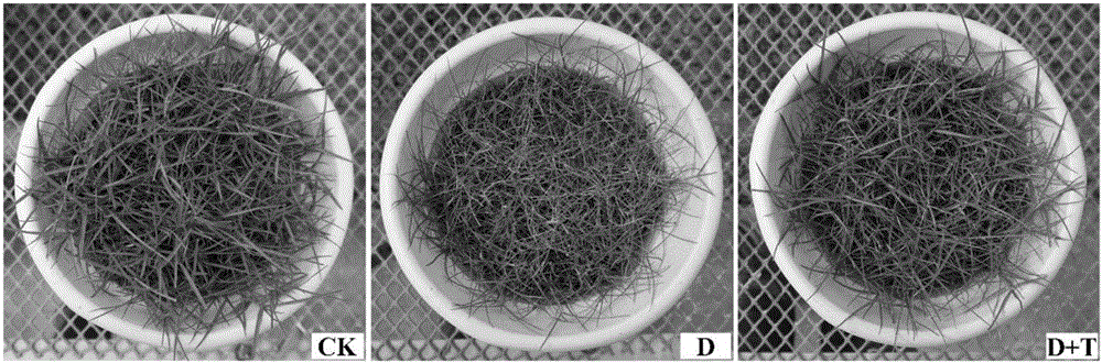 Method for improving drought resistance of seashore paspalum