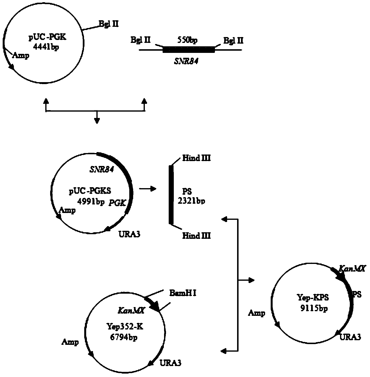 Fast-fermenting bread yeast strain and construction method thereof