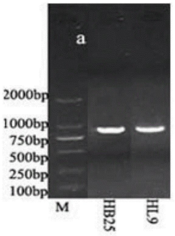 Lactic acid bacteria having ampicillin resistance, and preparation and applications of preparation of lactic acid bacteria having ampicillin resistance