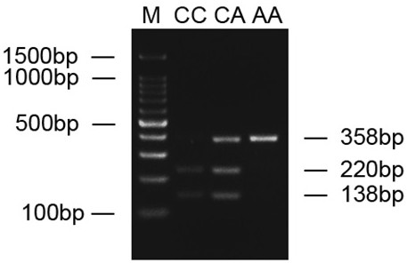 A double umbilical snail SNP molecular marker and its application in traceability