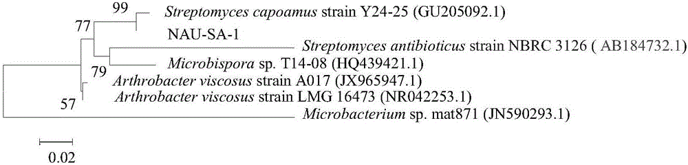 Streptomyces capoamus with capacity of killing root-knot nematodes and developed biological breeding substrate thereof
