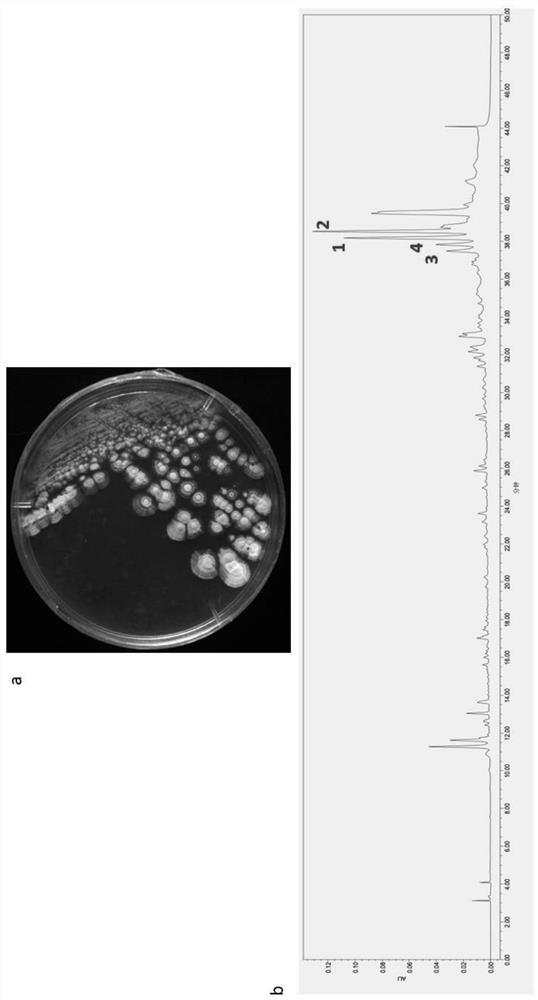Deep-sea streptomyces, Tianyamycin series compounds and application of series compounds