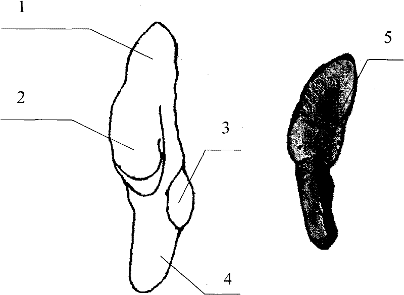 Method for grinding and preserving cephalopod otolith slices