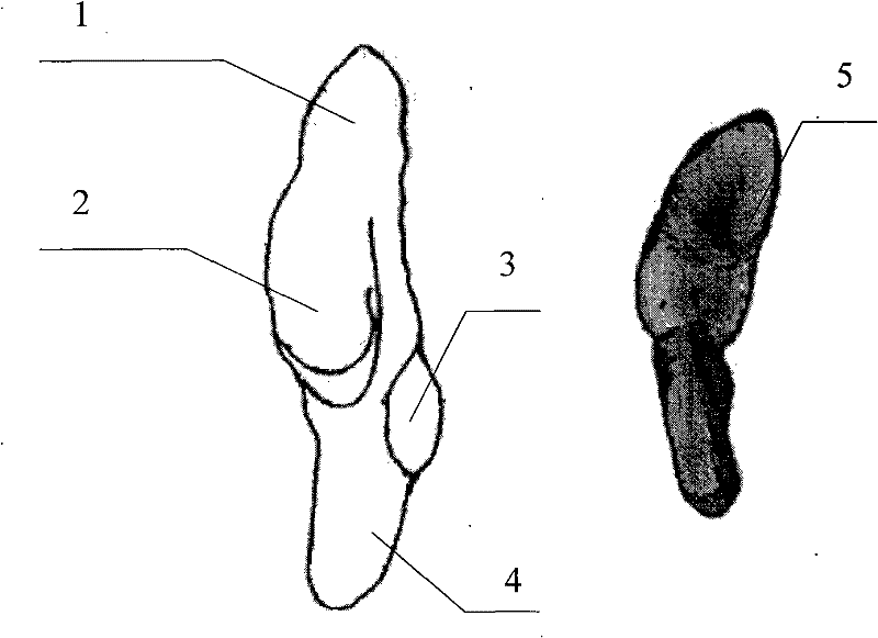 Method for grinding and preserving cephalopod otolith slices