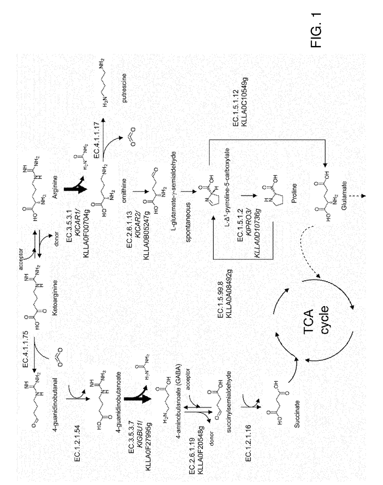 Ureohydrolases as dominant selectable markers in yeast