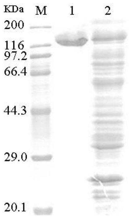 Carboxylic acid reductase recombinant plasmid as well as construction method and application thereof