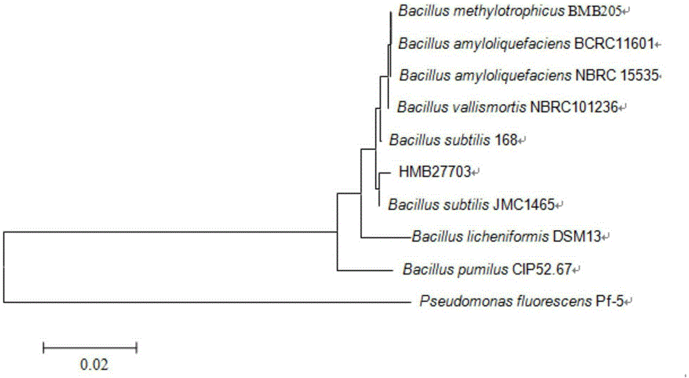 Bacillus subtilis for controlling cotton rhizoctonia and application of bacillus subtilis