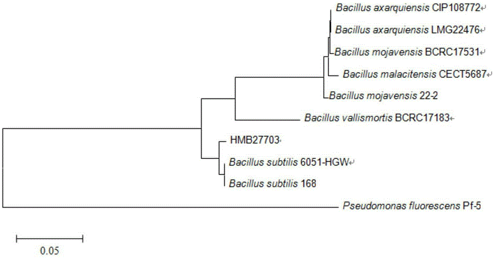 Bacillus subtilis for controlling cotton rhizoctonia and application of bacillus subtilis