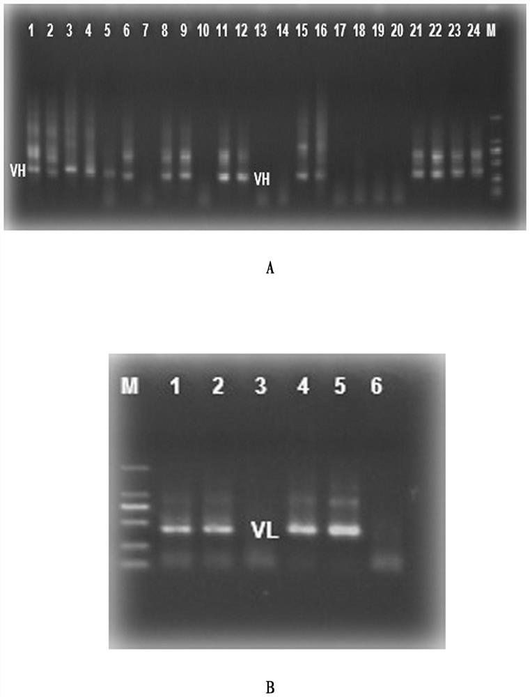Anti-chikungunya fever fully human monoclonal antibody targeting specific epitopes and its application