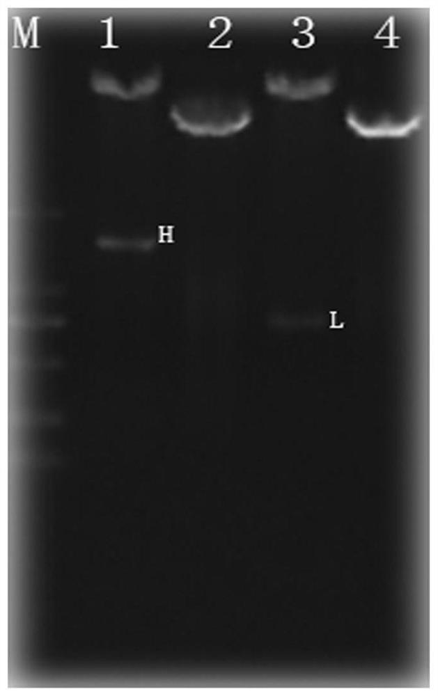 Anti-chikungunya fever fully human monoclonal antibody targeting specific epitopes and its application