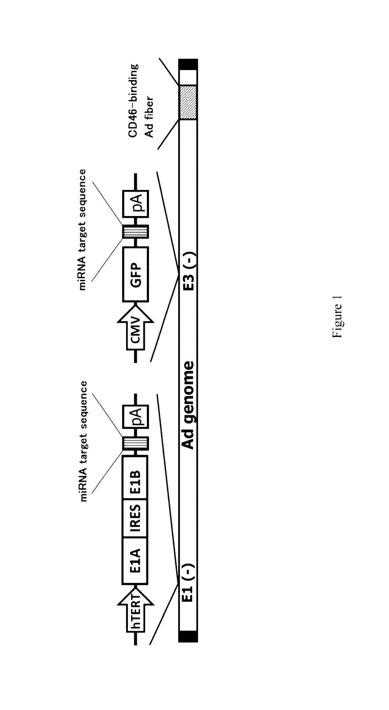 Conditionally replicating adenovirus