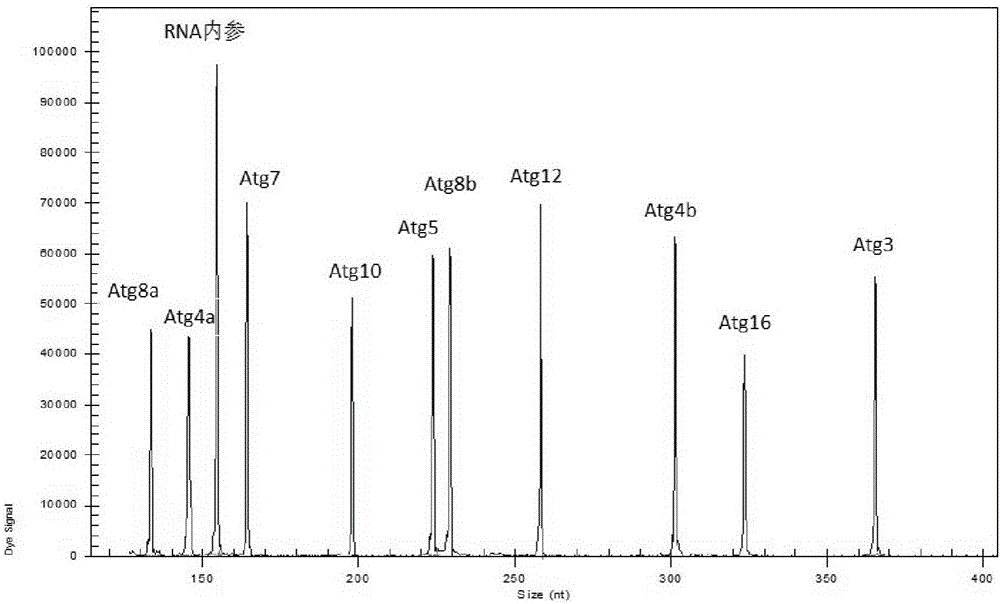 Primer composition and kit for detecting autophagy key gene expression level in Drosophila melanogaster, and use method of kit