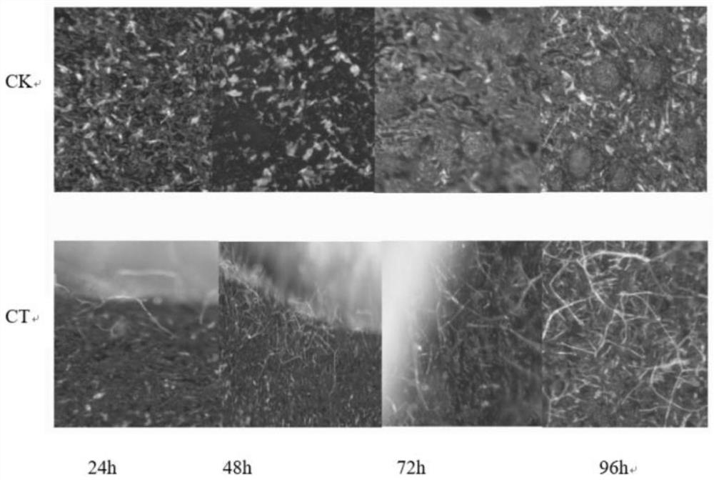 Application of gliocladium roseum NF-06 and conidia in inhibiting fusarium graminearum perithecium