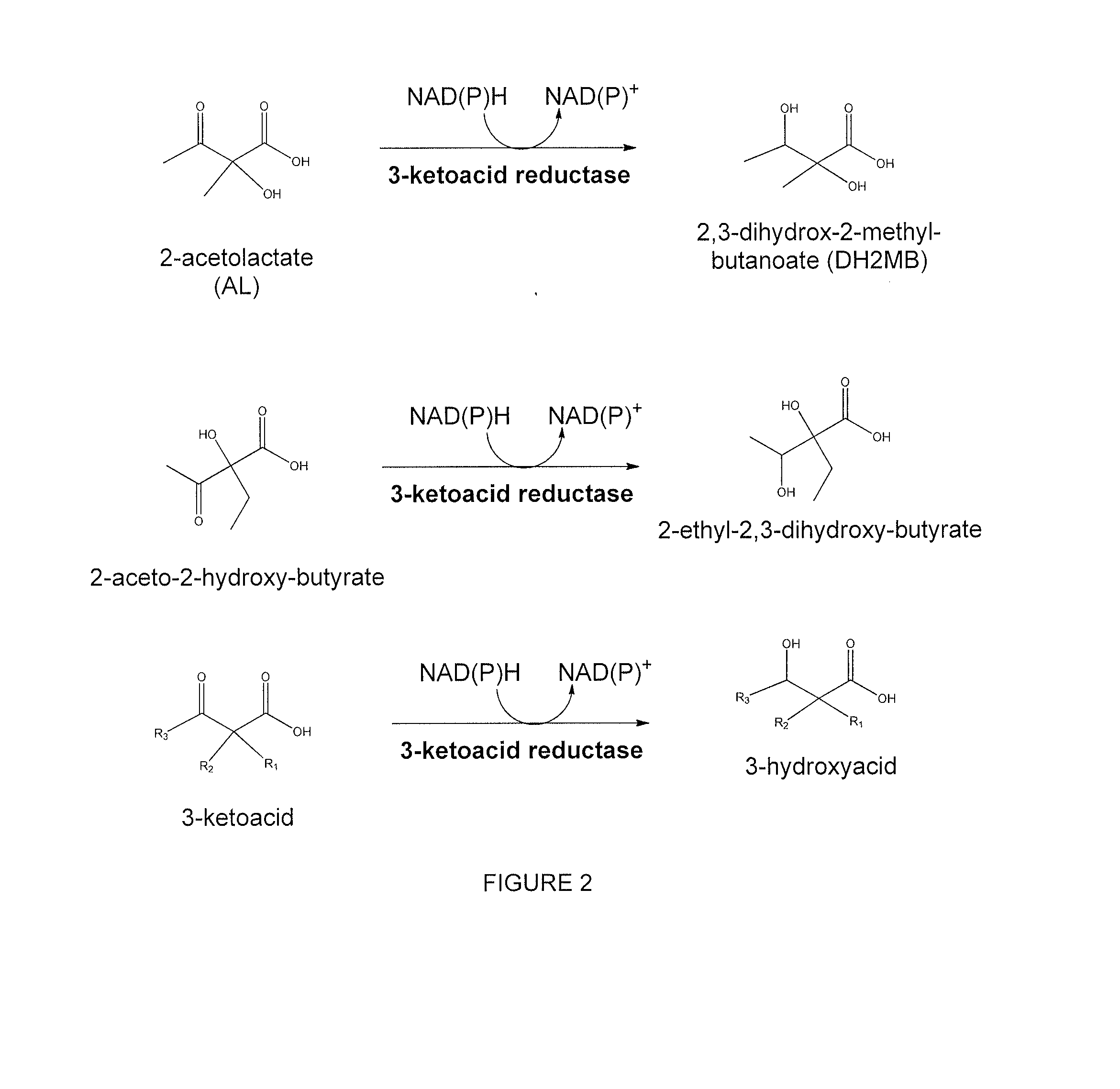 Modified alcohol dehydrogenases for the production of fuels and chemicals