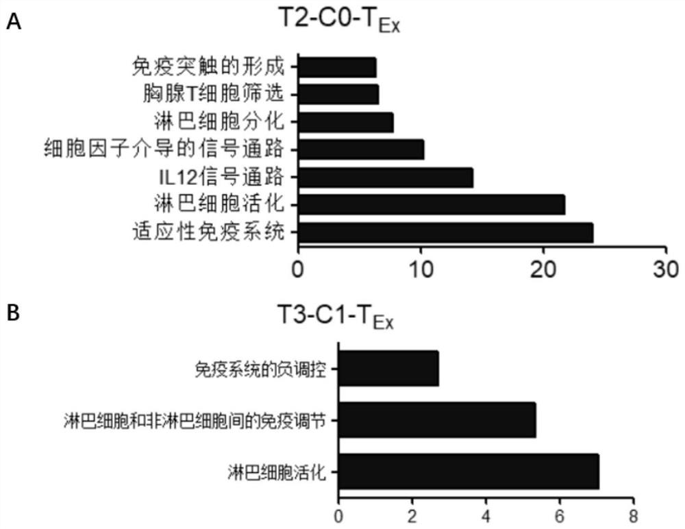 Bladder cancer exhausted T cell subset as well as characteristic genes and application thereof