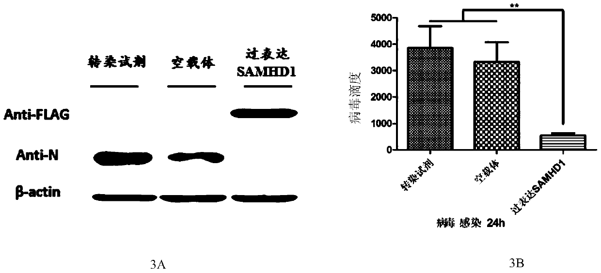 Pig samhd1 gene, protein, monoclonal antibody and application thereof