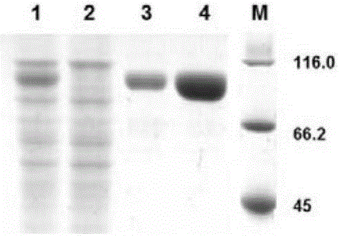 Preparation method and application of Trichoderma reesei strain capable of highly yielding penicillium janczewskii Zaleski alpha-galactosidase