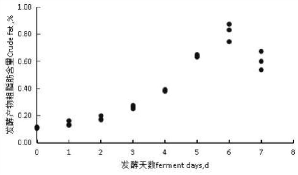 Method for converting rice straw crude fibers into crude fat through grease microbial fermentation