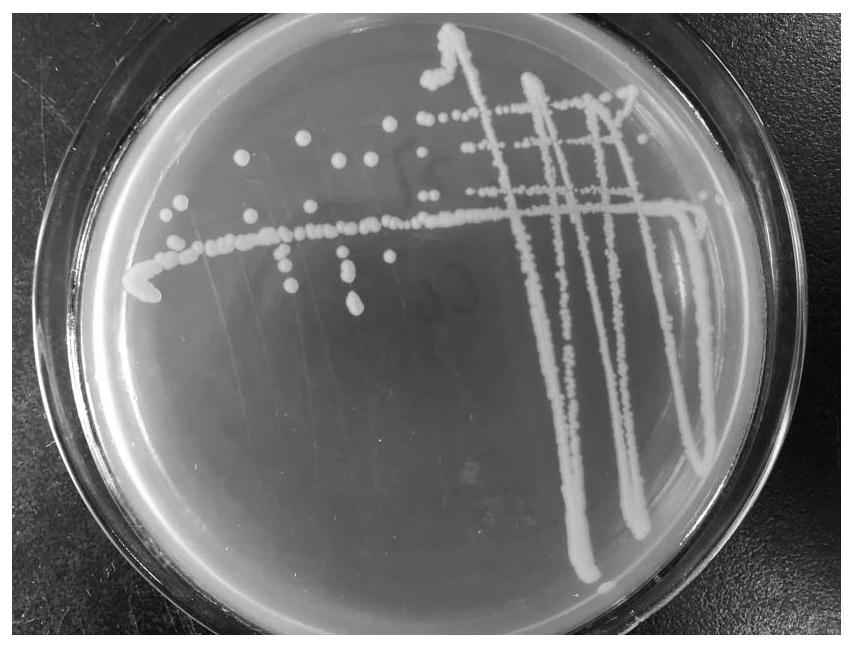 Acinetobacter zjph1806 and its application in the preparation of miconazole chiral intermediates