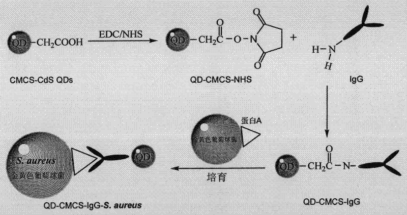 Fluorescent probe and method for rapidly detecting staphylococcus aureus by using same
