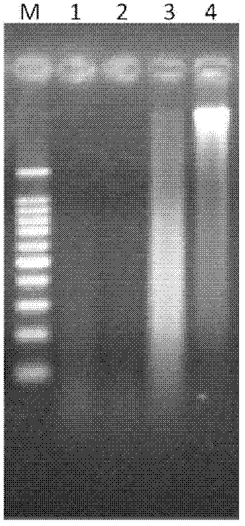 Method for detecting saiga tatarica horn ingredients in mixture and primers used in same