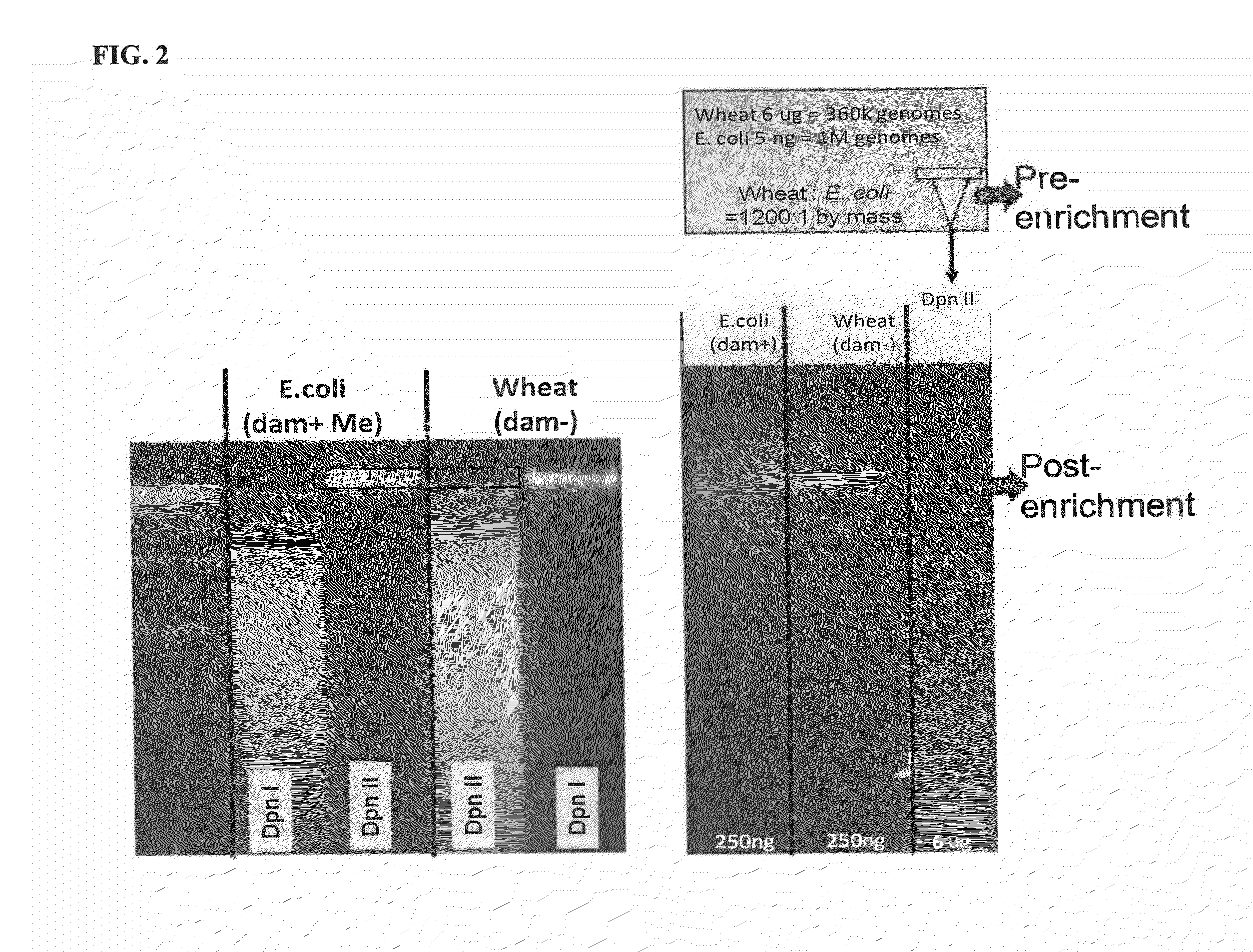 Methods and Compositions for Segregating Target Nucleic Acid from Mixed Nucleic Acid Samples