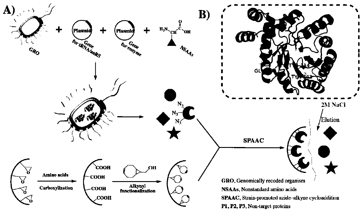 Multi-point immobilization method based on modification of enzyme with unnatural amino acid