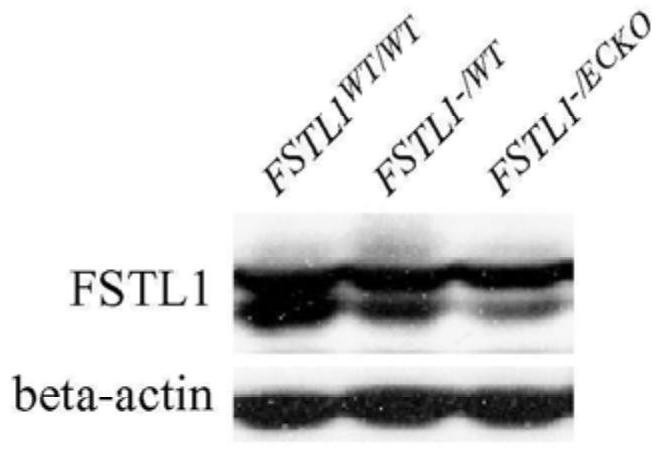 The protective role and application of fstl1 in the homeostatic regulation of liver and other tissues against fibrosis