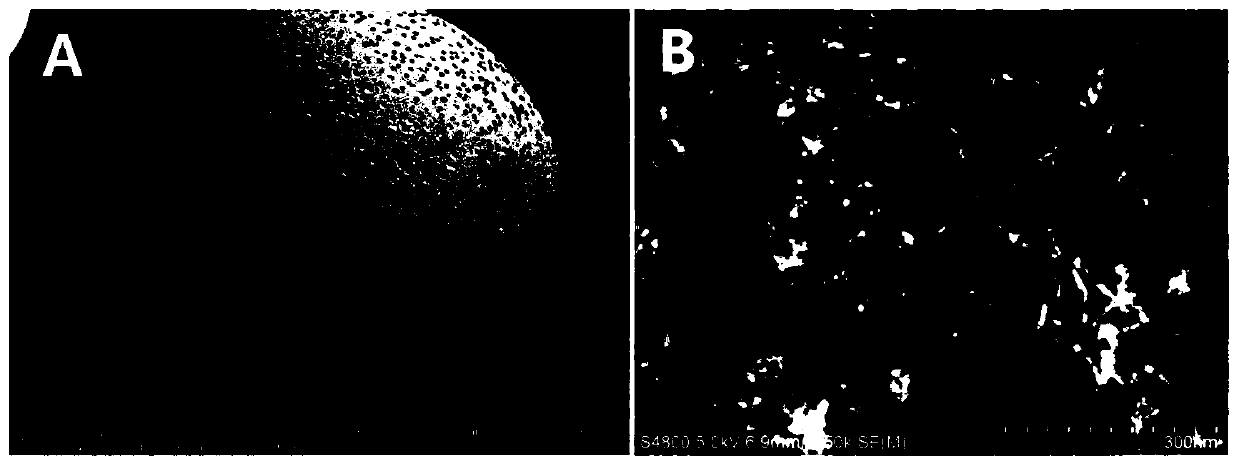 A controllable preparation method and application of polylactic acid/hydroxyapatite composite microsphere surface porous structure