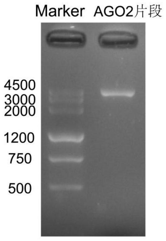 A protein related to rice yield and its coding gene and application