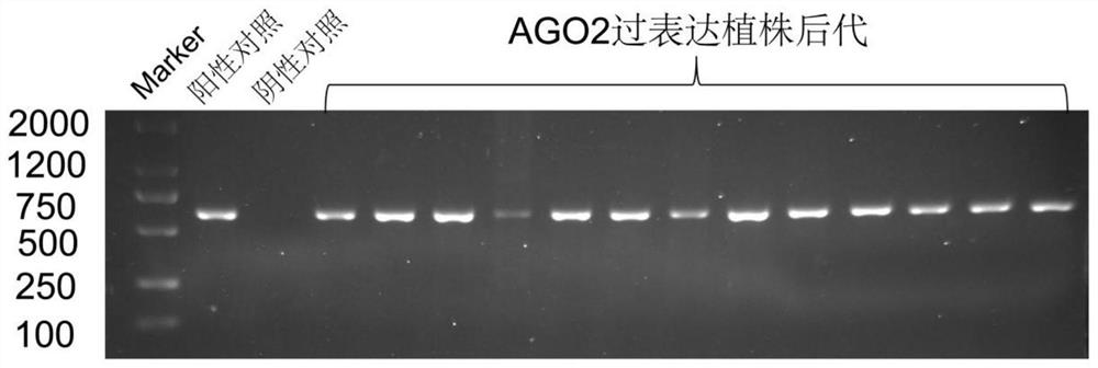 A protein related to rice yield and its coding gene and application