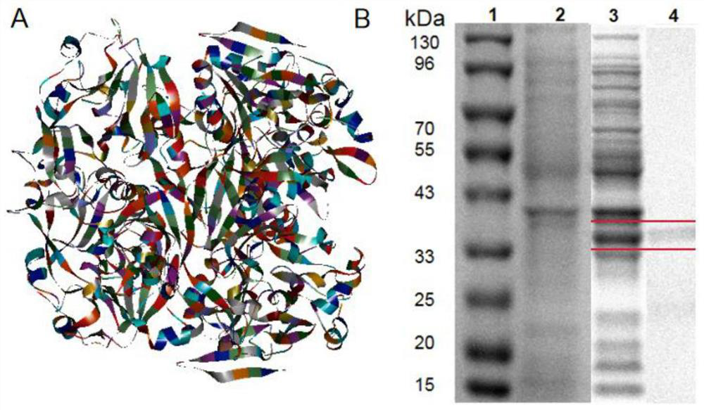 Bacillus velezensis YtnP-homologous lactonase, gene and application thereof