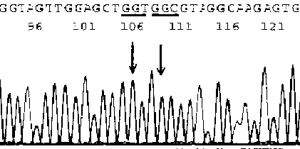 Method for rapidly concentrating and extracting nucleic acid target cells from sample