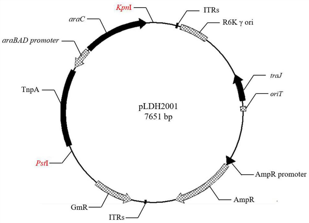 Construction system of novel transposon mutant strain library