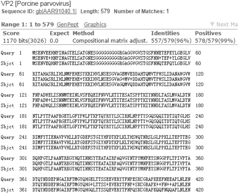 Porcine parvovirus VP2 protein