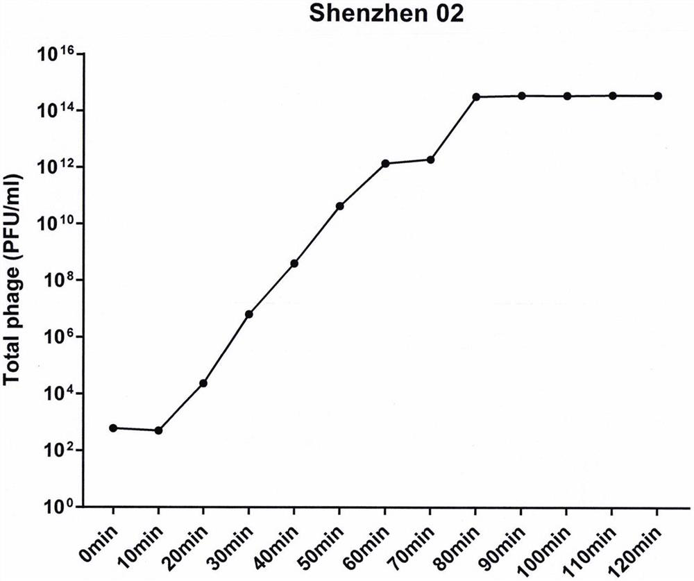 Phage and application thereof