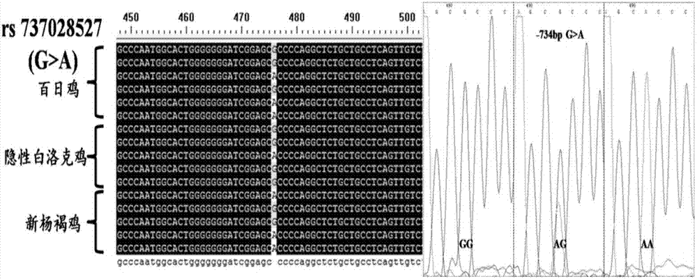 Chicken laying trait related molecular marker and application thereof in chicken breeding
