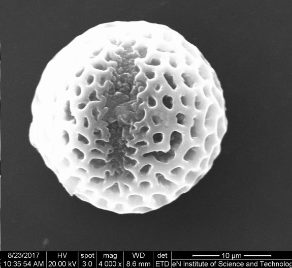 A preparation of sno with privet tree pollen as a template  <sub>2</sub> Methods