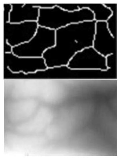 Finger vein biological key generation method based on deep neural network coding