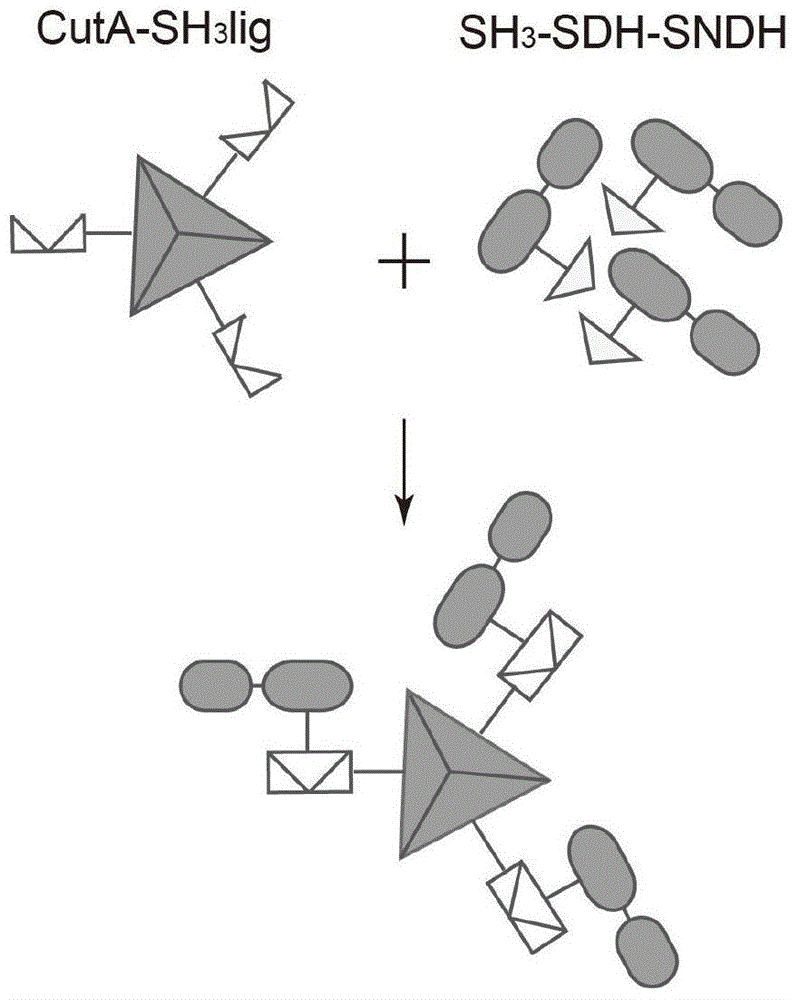 Method for improving gluconobacter oxydans for producing 2-keto-L-gulconic acid