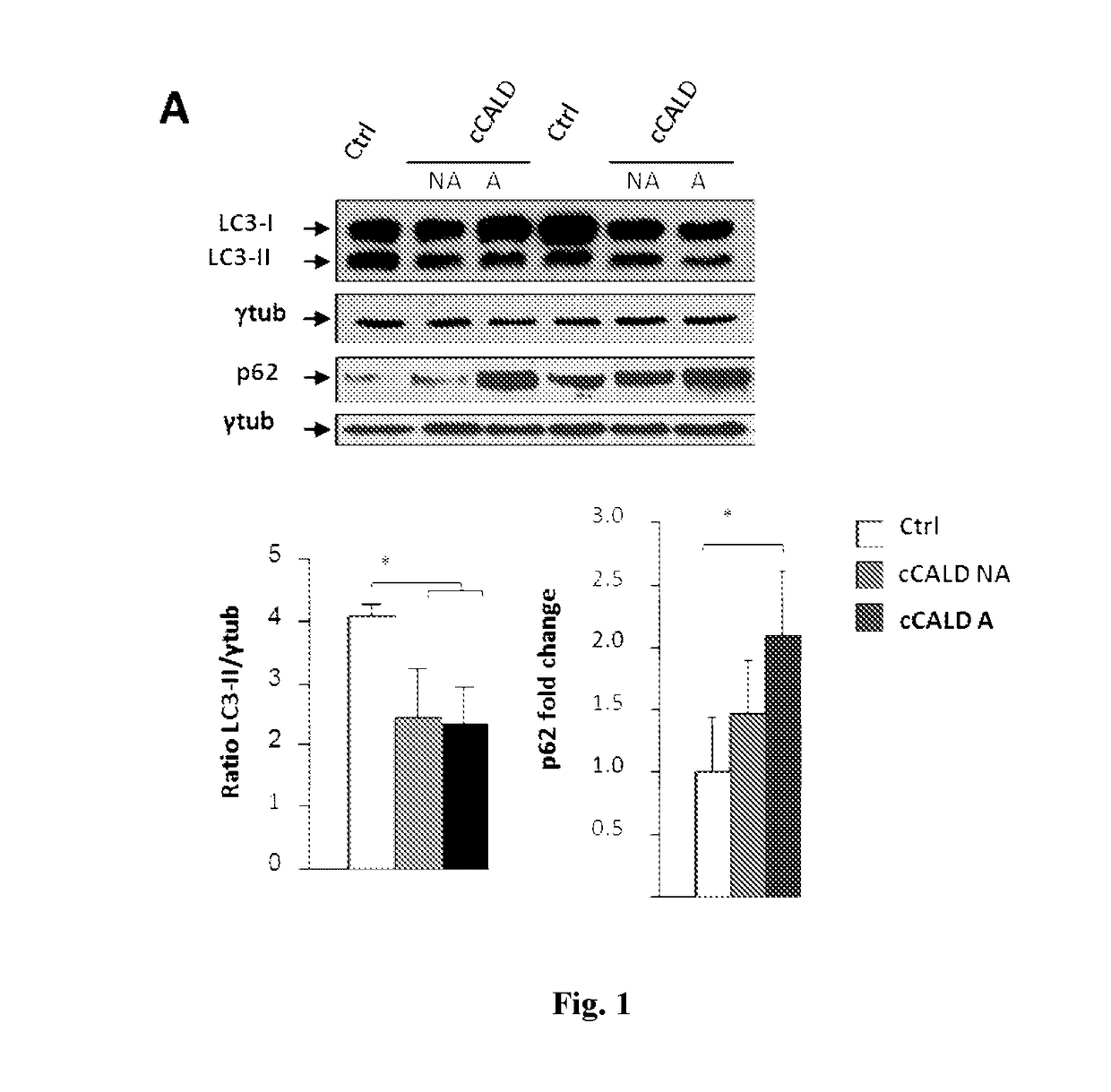 Specific mTOR inhibitors in the treatment of X-linked adrenoleukodystrophy