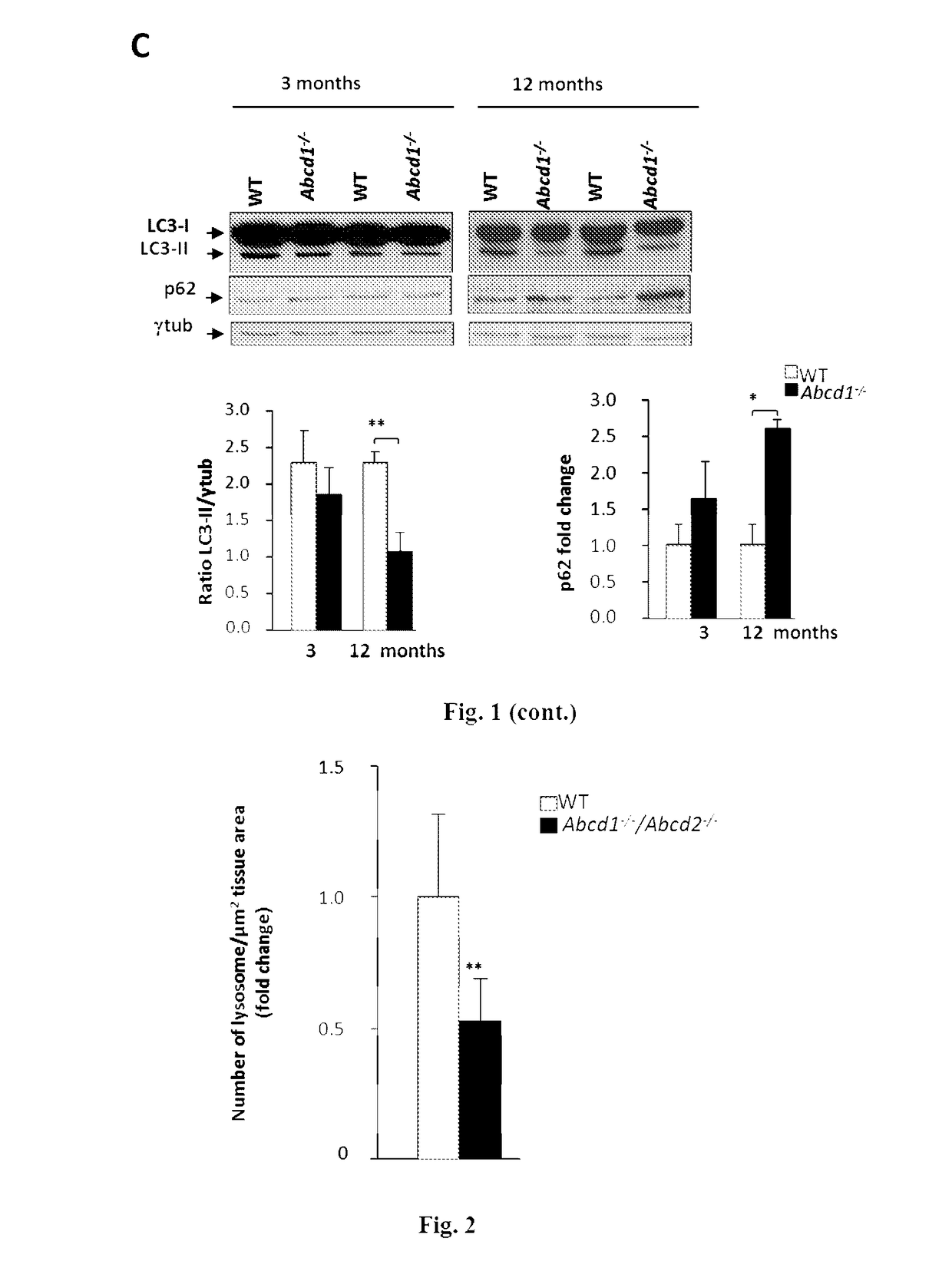 Specific mTOR inhibitors in the treatment of X-linked adrenoleukodystrophy