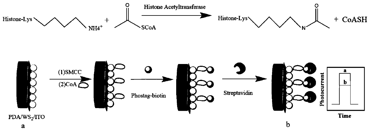 A photoelectrochemical biosensor for detecting histone acetyltransferase activity and its preparation method