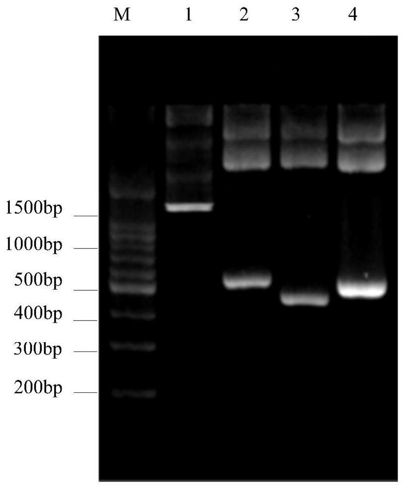 A processing-destructed β-conglycinin β subunit antigen region and screening method based on phage display technology