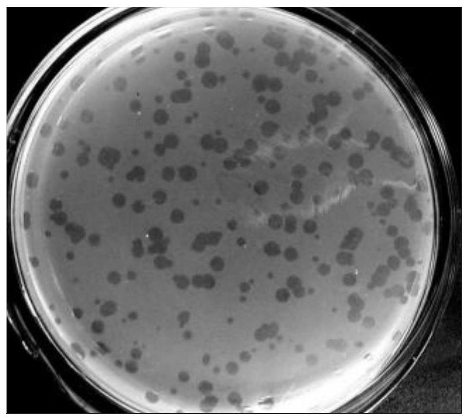 A processing-destructed β-conglycinin β subunit antigen region and screening method based on phage display technology