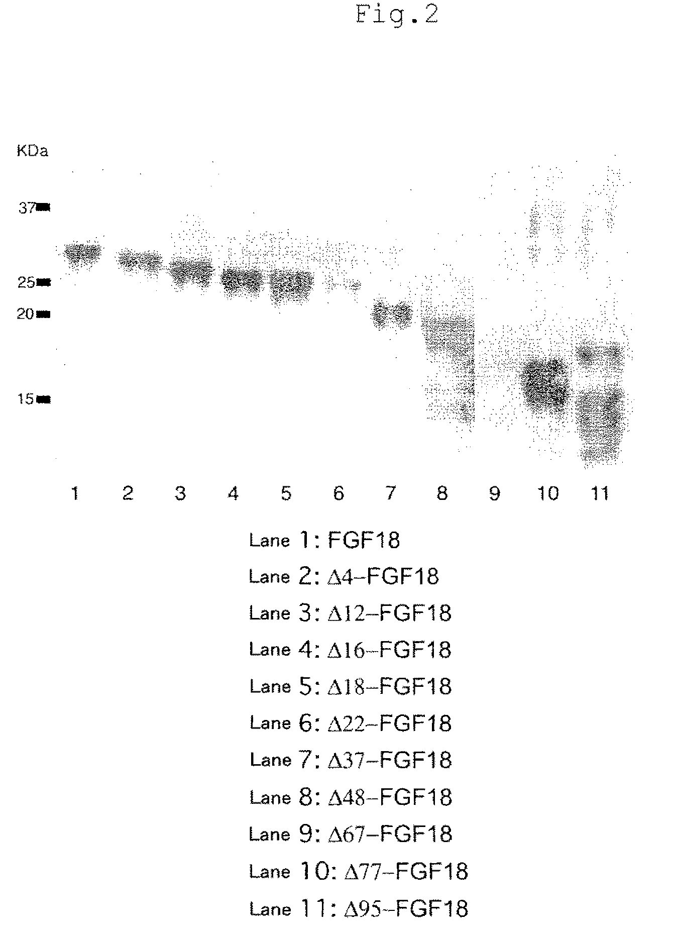 Isolated mutant protein of fibroblast growth factor 18 and pharmaceutical composition comprising the same