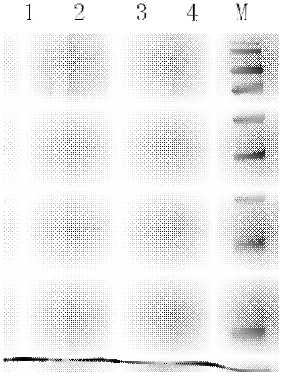 Method for purifying detoxified pertussis vaccine antigen solution