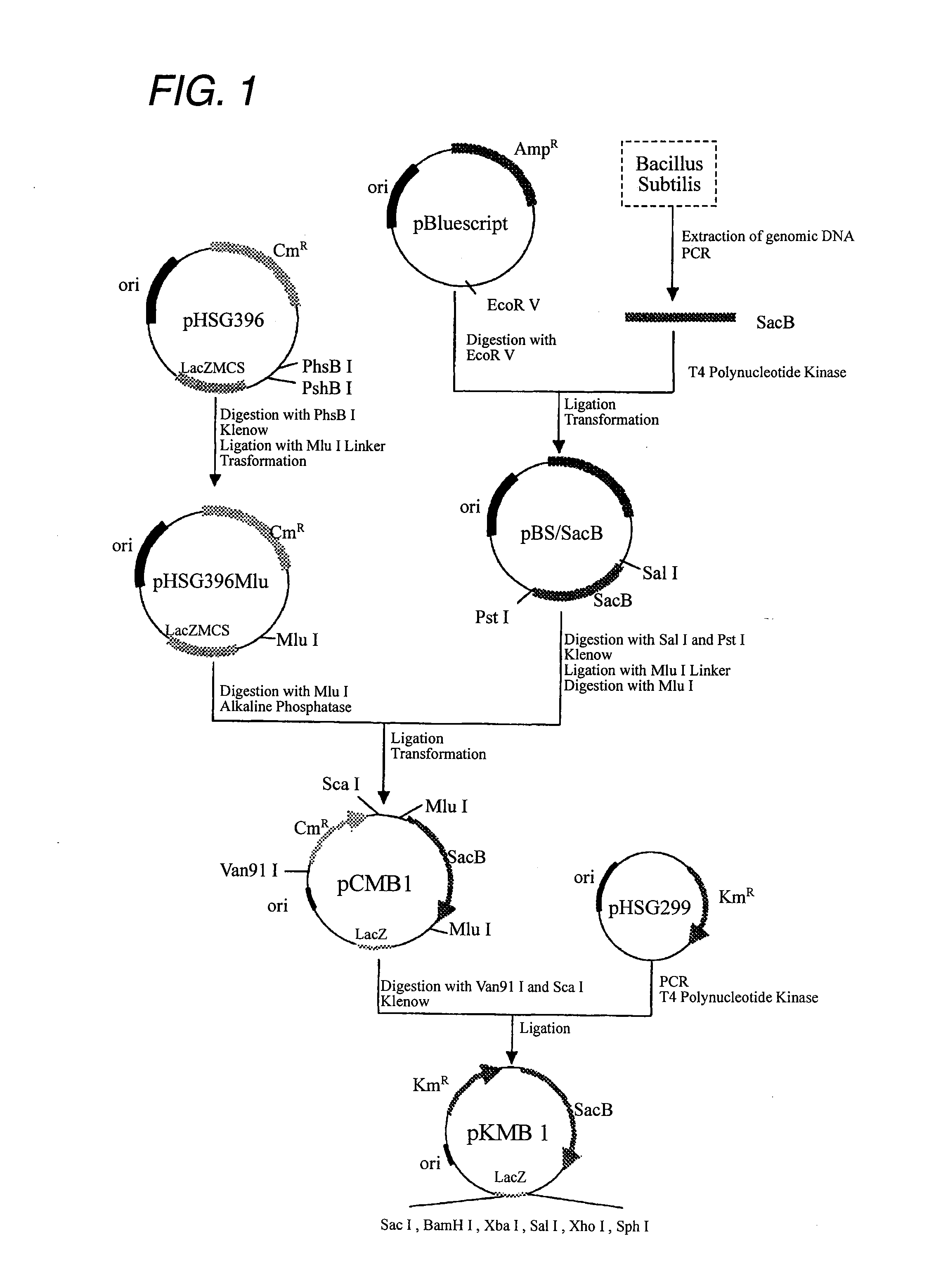 Biomass-resource-derived polyester and production process thereof