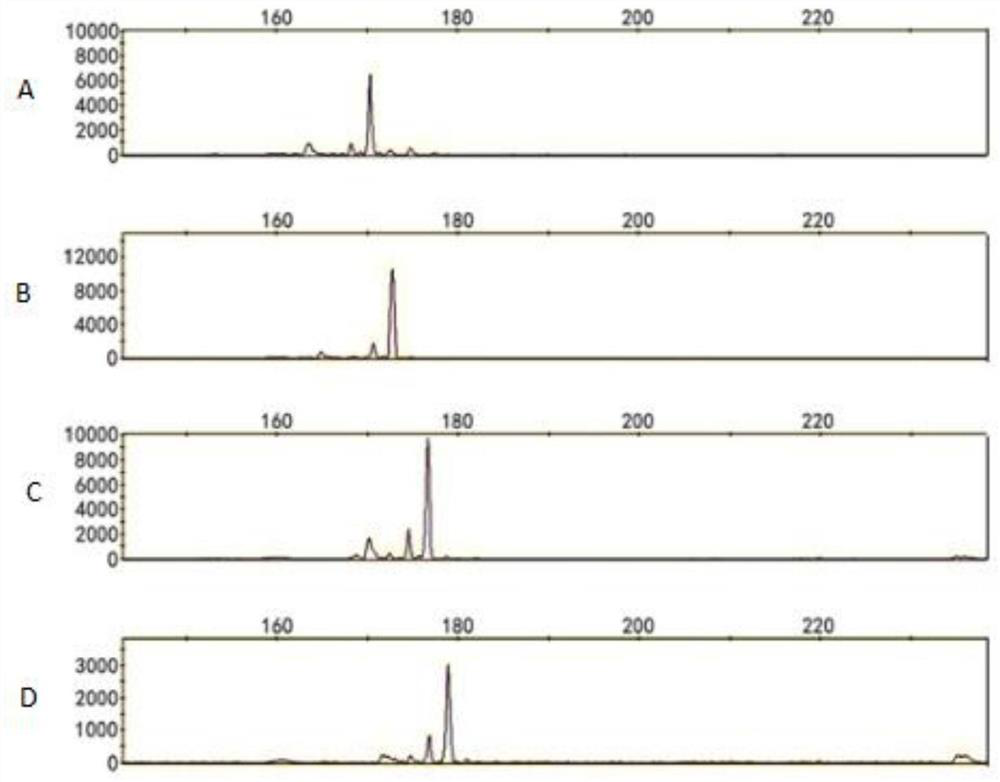 Method for determining genetic differentiation between rice mixed interplanting varieties by SSR markers